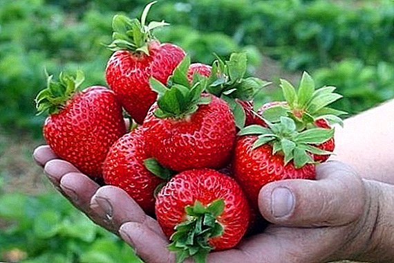 What is a repair strawberry (raspberry, strawberry)