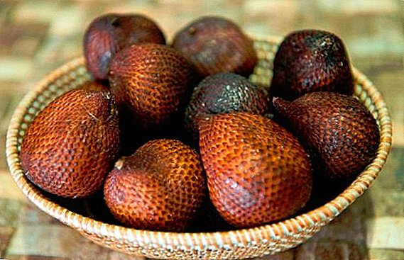 What is salak, its benefits and how to use it