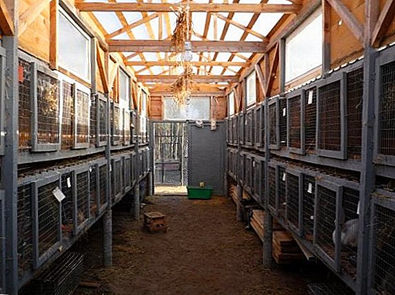 What is the shed and the necessary conditions for keeping rabbits in the shed