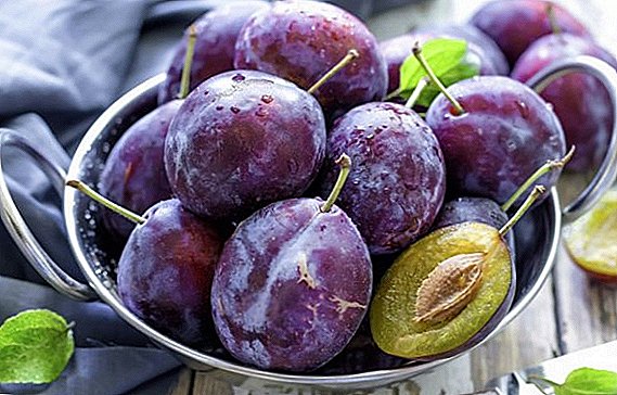 What is a plum: berry or fruit?