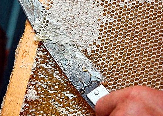 What is zabrus in beekeeping and how to treat them