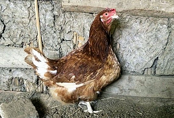 ¿Qué es el bocio del pollo, por qué se sacrifica y cómo ayudar al ave?