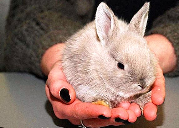 What affects the lifespan and how much on average do rabbits live?