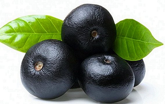 What kind of acai berry and what are their benefits?