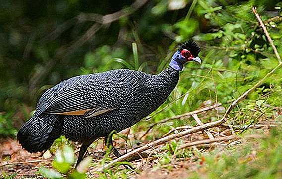 Chubby guinea fowl: what it looks like, where it lives, what it eats