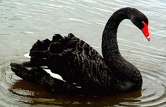Black Swan: what it looks like, in what natural zone it lives, what it eats