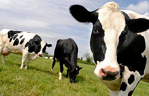 Rasă albă și albă de vaci: caracteristici ale reproducerii la domiciliu