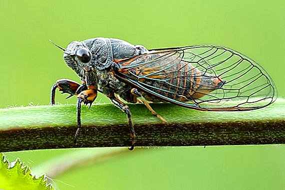 Zikaden - singende Insekten: Merkmale des Lebens, Fotos