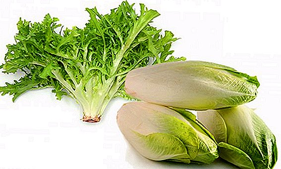 Cycorn-salaatin endive-viljelyominaisuudet