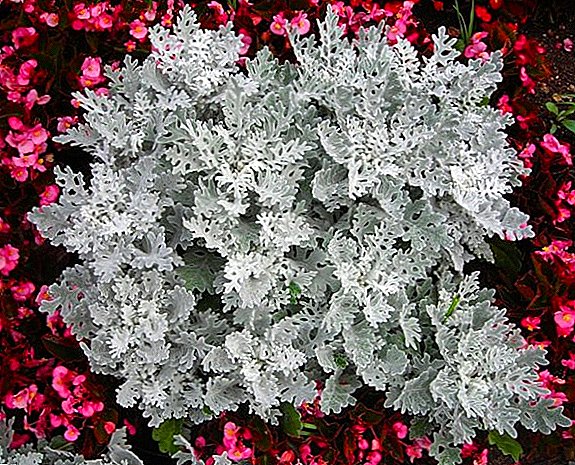 Silver Cineraria: planting and care