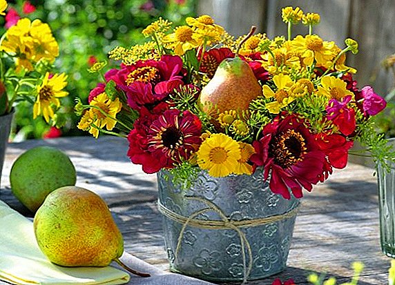 Zinnia: how to care for a flower at home