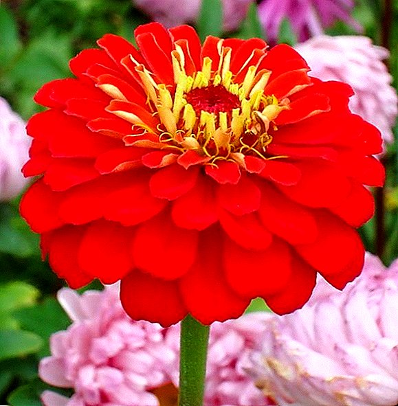 Zinnia: how to grow from seed in open ground