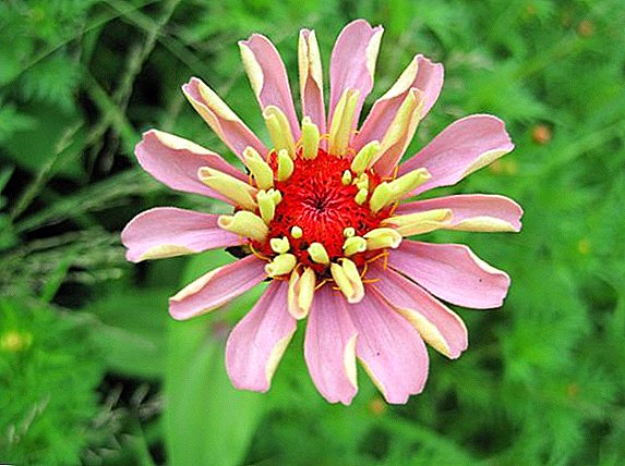 Zinnia: how to grow a flower by seedling method