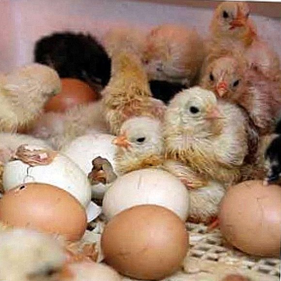 Pollo sin gallina: incubación de huevos de gallina.