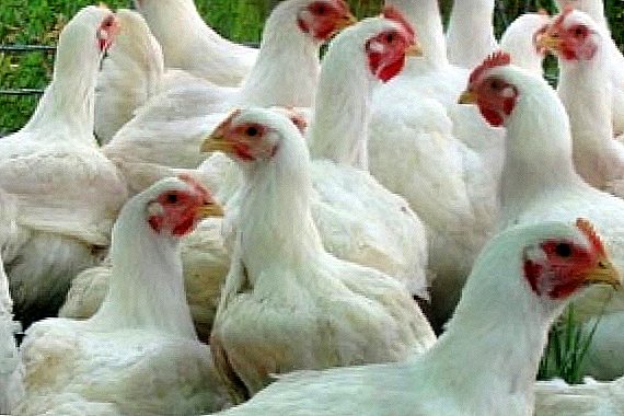 Kurczaki brojlery: jak i co karmić młode ptaki