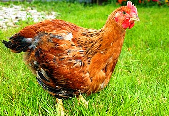 Polli da carne a colori: specie di specie, allevamento e allevamento