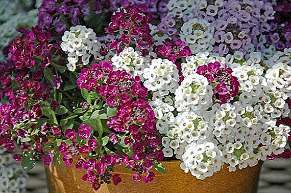 Květ Alissum (Lobularia): nejlepší odrůdy