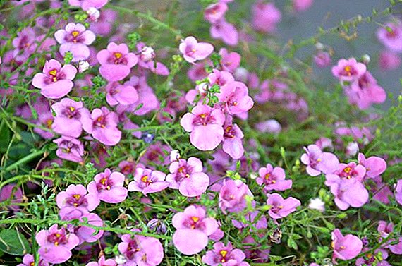 ดอกไม้ diastia: ปลูกและดูแลที่บ้าน