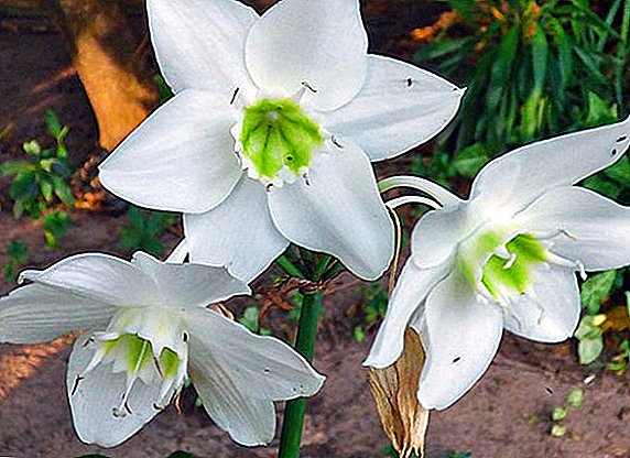 Bunga Euharis: perawatan, transplantasi dan reproduksi di rumah