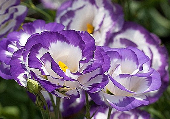 Eustoma flower: growing at home