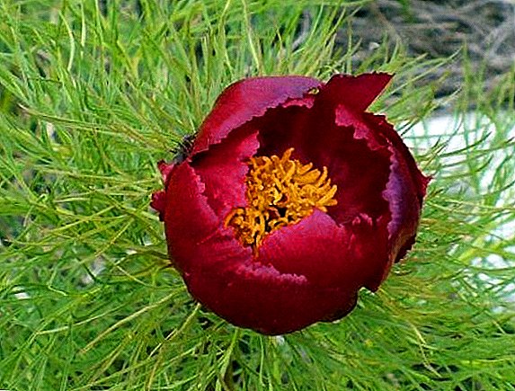 Квітка гірський півонія з Червоної книги