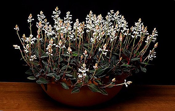 Gėlių ludiziya: kaip rūpintis brangia orchidėja