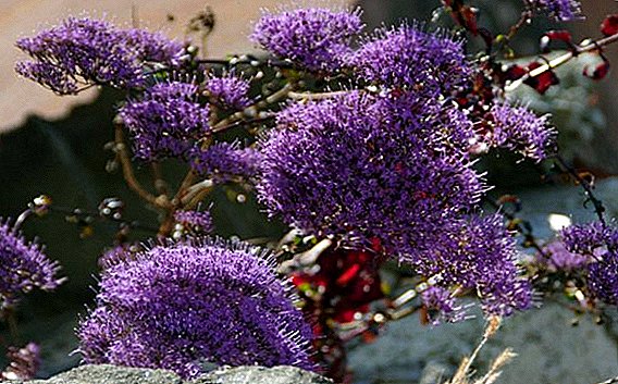 Bunga Trachelium: penerangan dan penanaman tumbuhan, penjagaan