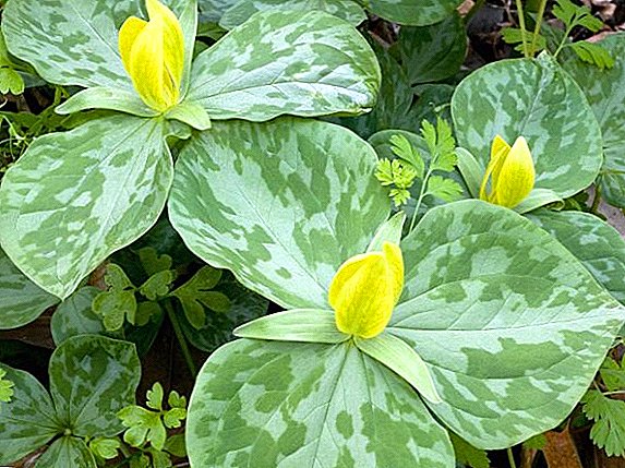 Trillium flower: plantarea și îngrijirea la domiciliu