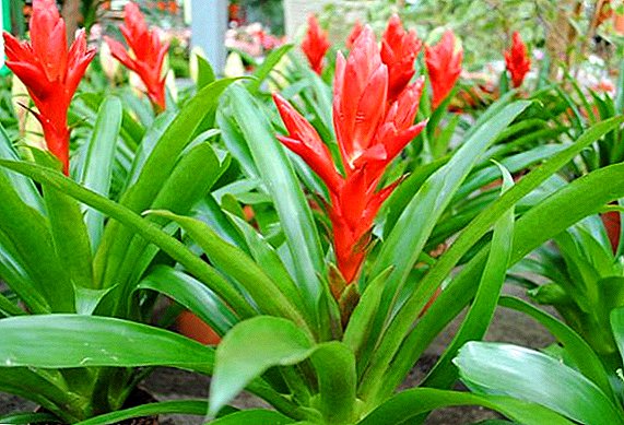 Vriesia Blume: die häufigste Art