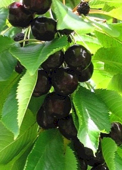 「ダイバーブラック」 - 品種の中で最も注目すべき機能、そして手入れと植栽のヒント