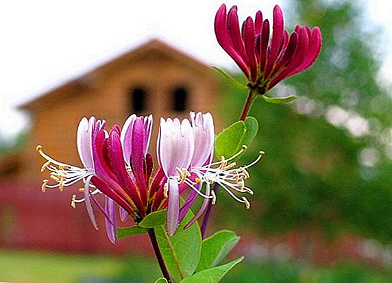 Decorative honeysuckle: planting and care