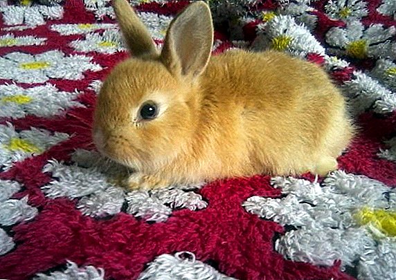 Decorative rabbit stinks: reasons for doing