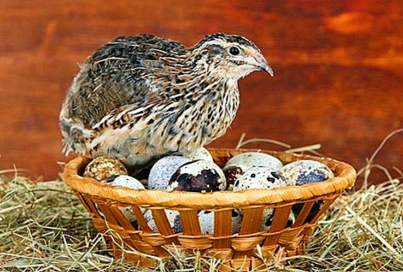 We make a variety of quail feeders