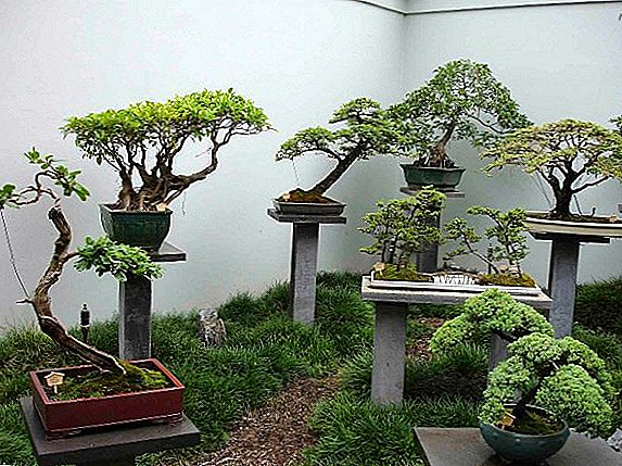 Bonsai tree: we study styles on a photo
