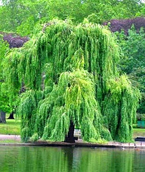 Pokok willow putih: penerangan, penanaman, penjagaan