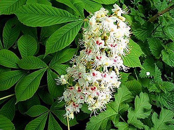 Chestnut tree: rules of planting and care