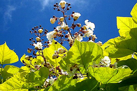 Catalpa-Baum: Nutzen und Schaden, Verwendung in der traditionellen Medizin