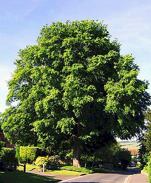 شجرة الدردار على نحو سلس: وصف وخصائص النمو