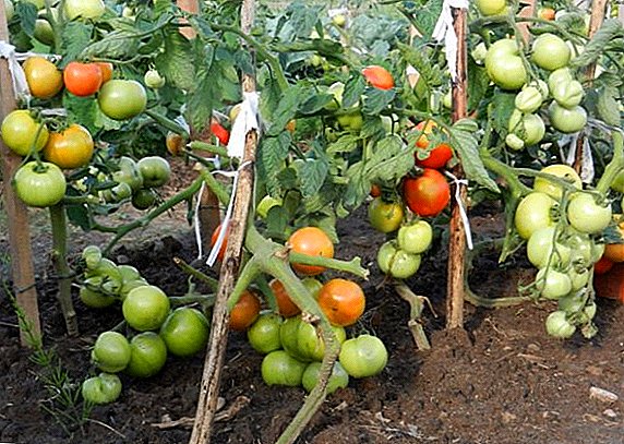 Determinant kultivar paradajok Katyusha: pre milovníkov stredných sezón paradajok