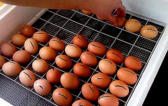 Desinfizieren und Waschen der Eier vor dem Inkubieren zu Hause