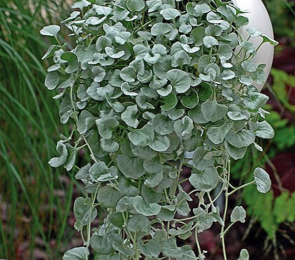 Dichondra ampelous: hoe een plant planten en verzorgen