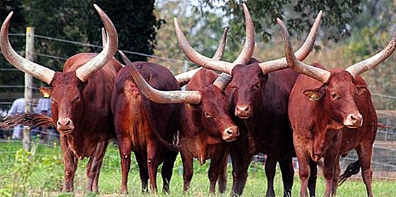 الثور البري (الأبقار البرية) في الطبيعة