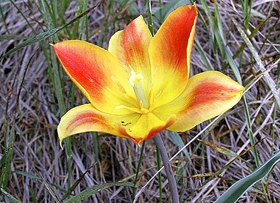 El tulipán salvaje de Shrenk