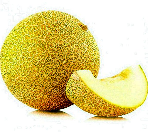 Melon "Kolkhoznitsa": planting, pleie og beskrivelse av frukten av planten