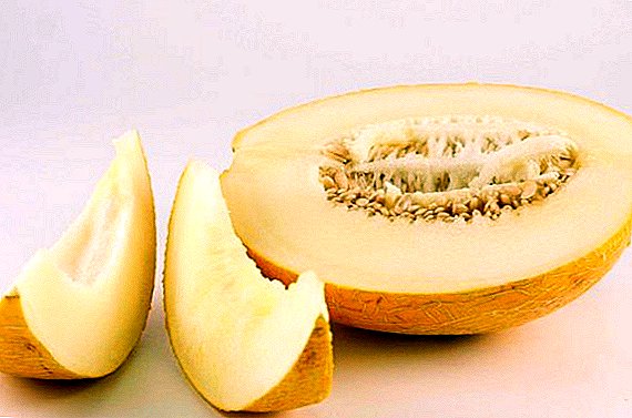 Melon "Torpedo": the benefits of the skin to the bones