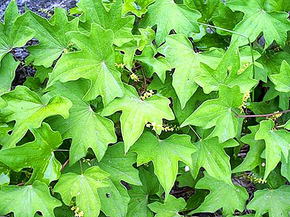 Dioscorea caucaziană: beneficii, vătămări și indicații de utilizare