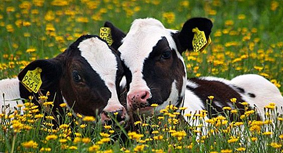 Situs kencan dibuat untuk sapi-sapi Inggris.