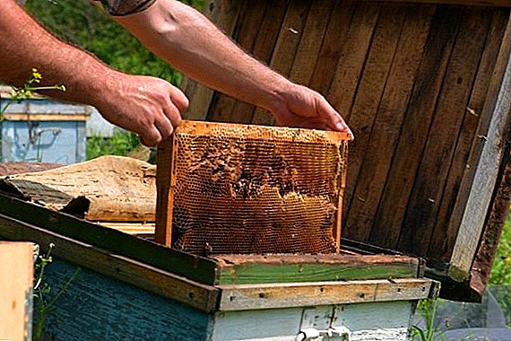 Vad är en honungsextraktor?