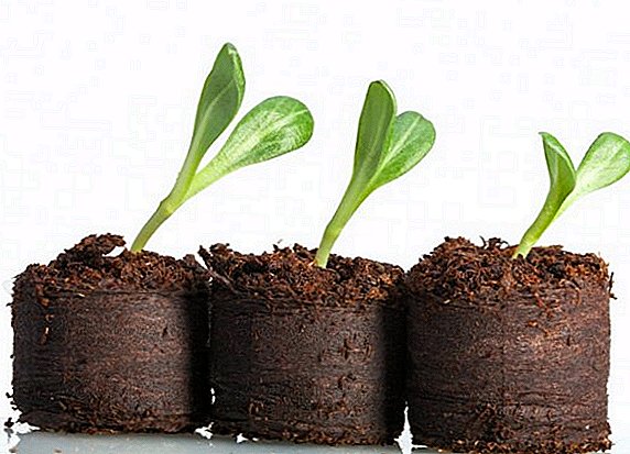 What is needed for picking seedlings, how and when to conduct it