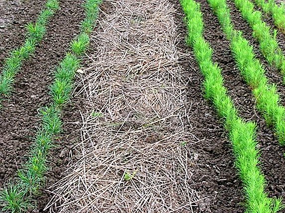 ما هي الحاجة إلى المهاد التربة ، وخاصة تطبيق الاستقبال الزراعي